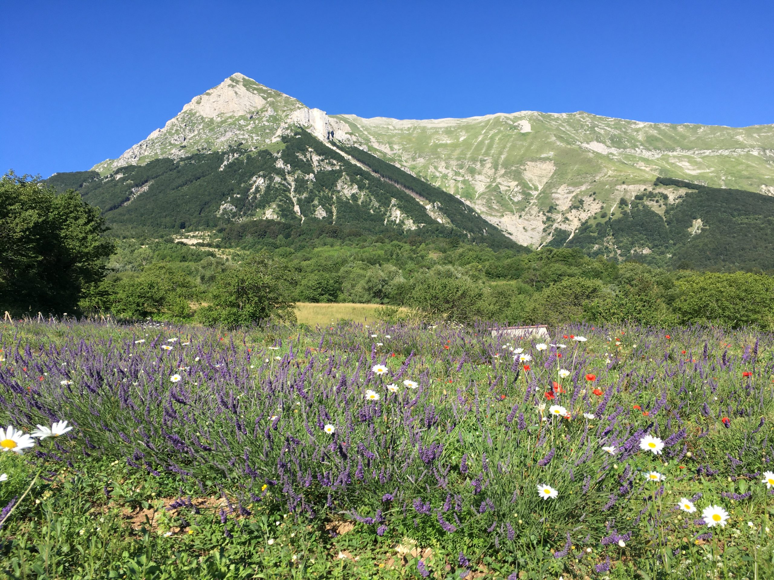 :. 10/07 – Escursione Sibillini: fioritura della lavanda a Montegallo